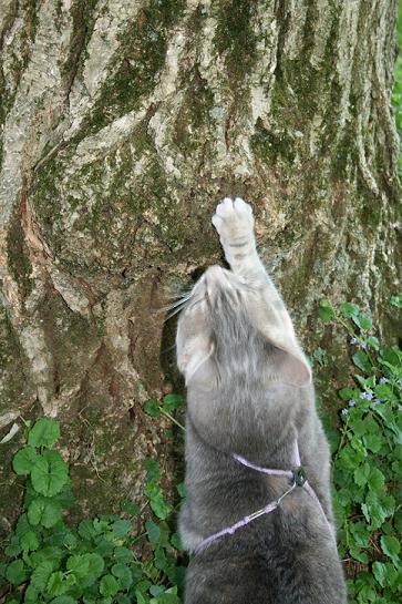 Scratching the butt in the tree